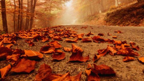 Enchanting Autumn Forest Path with Fallen Leaves 4K Desktop Wallpaper