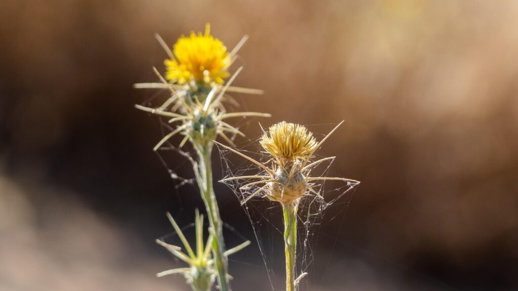 Sunlit Yellow Star Thistle Wildflowers with Spiderweb Details 4K Wallpaper