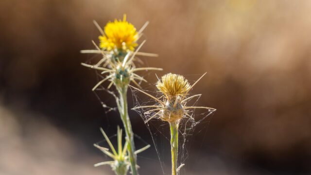 Sunlit Yellow Star Thistle Wildflowers with Spiderweb Details 4K Wallpaper