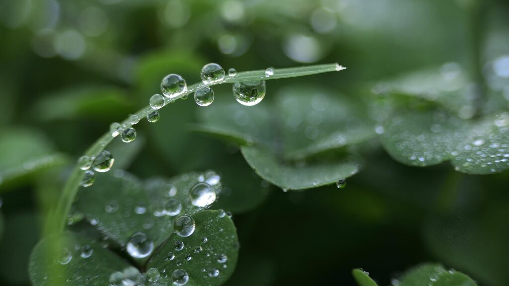 Macro Photography of Morning Dew Drops on Clover Leaves 4K Wallpaper