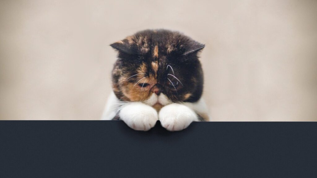 Cute Tortoiseshell Exotic Shorthair Cat Resting Paws on Dark Background 4K Wallpaper