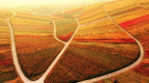 Stunning Aerial Autumn Vineyard Landscape 4K PC Wallpaper