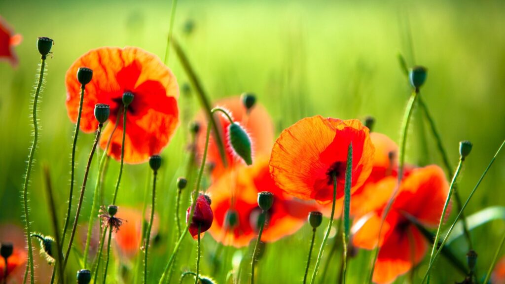Vibrant Red Poppies in a Sun-Drenched Meadow 4K Wallpaper