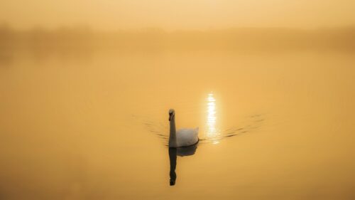 Graceful Swan Swimming on Golden Misty Lake Desktop Wallpaper