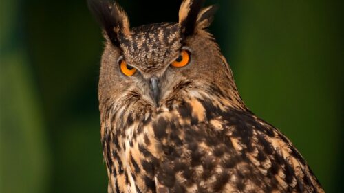 Stunning Eurasian Eagle-Owl with Piercing Orange Eyes Close-up 4K Desktop Wallpaper