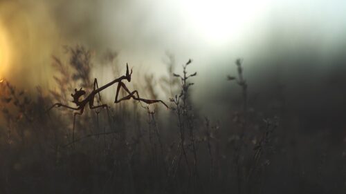 Mantis Silhouette at Golden Hour Macro Nature Desktop Wallpaper