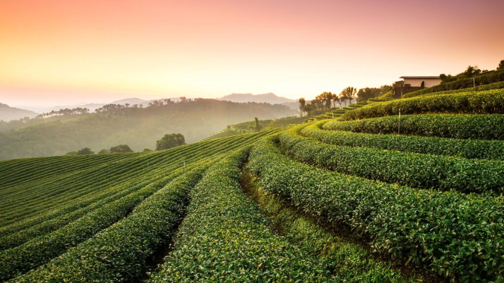 Sunlit Rolling Tea Plantation Landscape at Dawn 4K Desktop Wallpaper