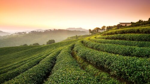 Sunlit Rolling Tea Plantation Landscape at Dawn 4K Desktop Wallpaper
