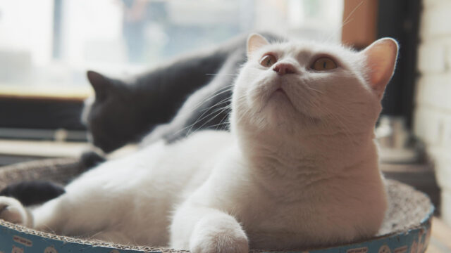 Stunning White Cat Looking Upwards Resting on a Cardboard Bed 4K Wallpaper