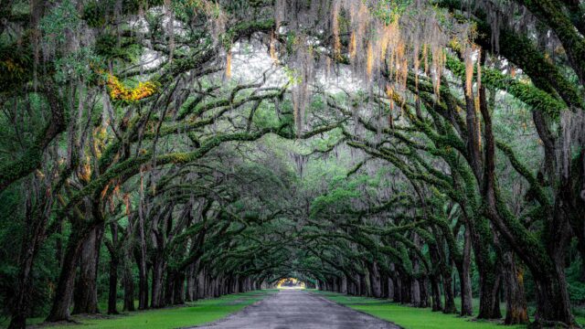 Stunning Oak Alley Tree Canopy Road 4K Desktop Wallpaper