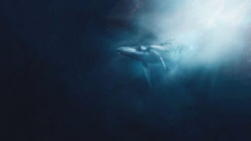 Humpback Whale Emerging from the Deep Ocean Depths 4K Desktop Wallpaper