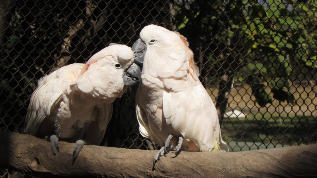 Two Beautiful Moluccan Cockatoos Perched on a Branch Desktop Wallpaper