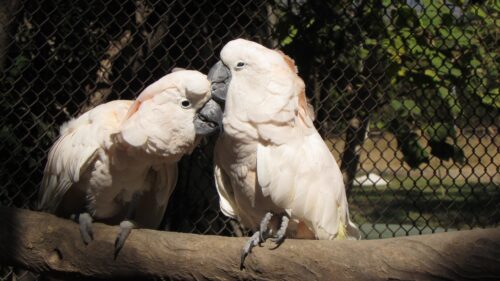 Two Beautiful Moluccan Cockatoos Perched on a Branch Desktop Wallpaper
