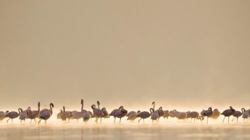 A Majestic Flock of Flamingos at Sunrise Desktop Wallpaper