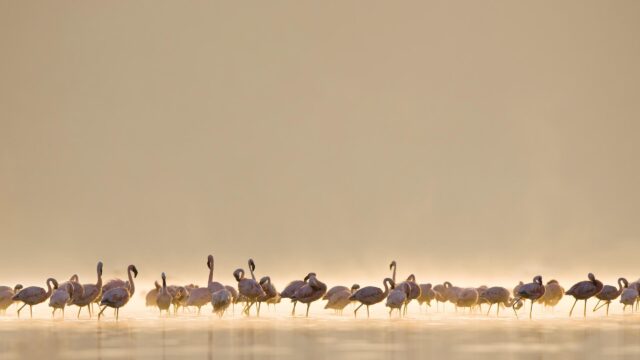 A Majestic Flock of Flamingos at Sunrise Desktop Wallpaper