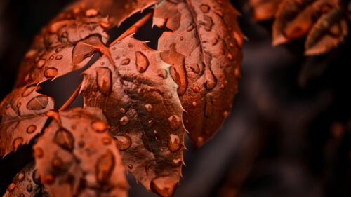 Macro Photography of Autumn Leaves with Raindrops 4K Desktop Wallpaper