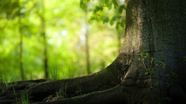 Sunlit Forest Tree Trunk and Roots Close Up 4K Desktop Wallpaper