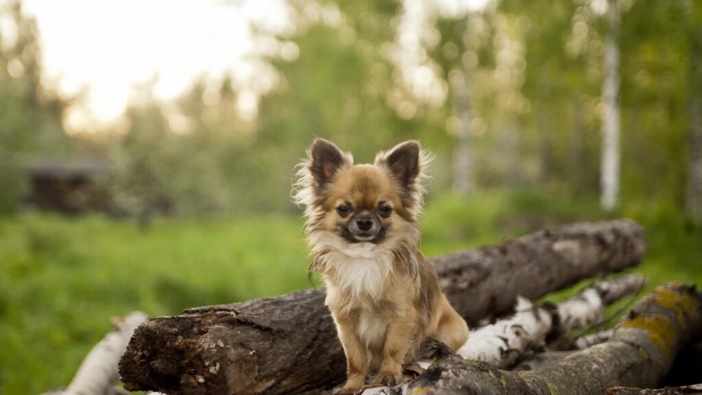 Cute Long-Haired Chihuahua Sitting on Logs in a Golden Hour Forest Desktop Wallpaper