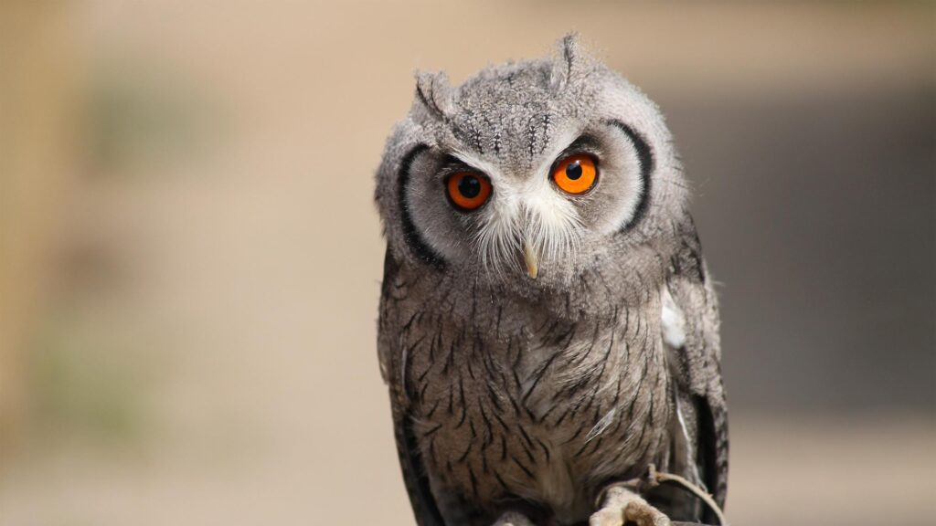 Stunning Northern White-Faced Owl Portrait with Piercing Orange Eyes Desktop Wallpaper