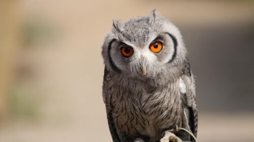 Stunning Northern White-Faced Owl Portrait with Piercing Orange Eyes Desktop Wallpaper