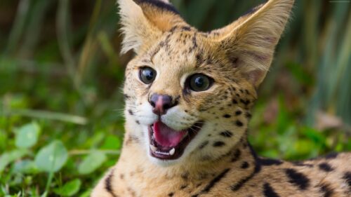 Close up Portrait of a Beautiful Wild Serval Cat Desktop Wallpaper