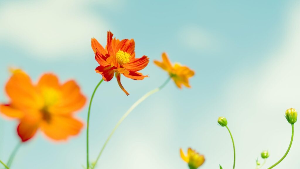 Vibrant Orange Cosmos Flowers Against a Pastel Blue Sky Desktop Wallpaper
