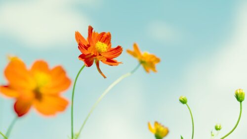 Vibrant Orange Cosmos Flowers Against a Pastel Blue Sky Desktop Wallpaper