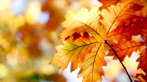 Golden Autumn Oak Leaves Sunlight Macro Photography 4K Desktop Wallpaper