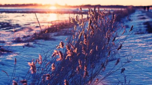 Golden Sunset Over Snowy Field Reeds Desktop Wallpaper