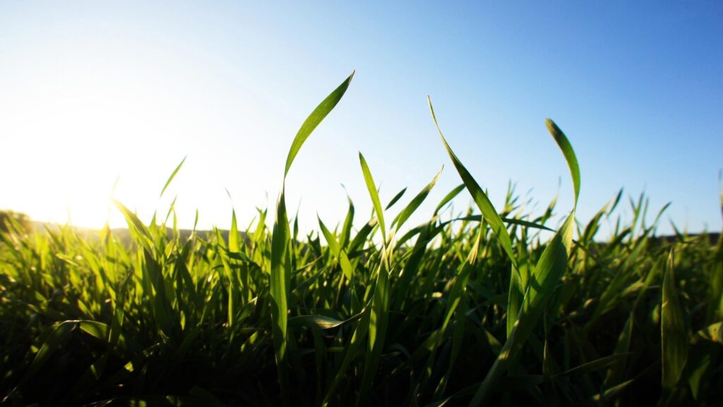 Fresh Green Grass Blades Against Blue Sky at Sunset Desktop Wallpaper