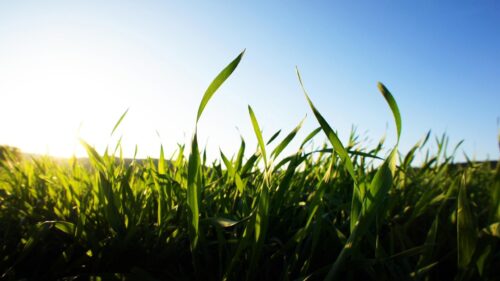 Fresh Green Grass Blades Against Blue Sky at Sunset Desktop Wallpaper