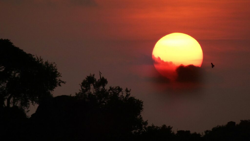 Dramatic Red Sunset with Silhouette of Bird and Trees 4K Wallpaper
