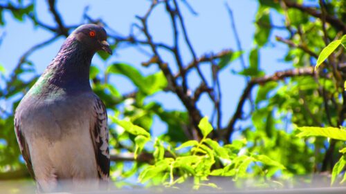 Stunning Rock Pigeon Portrait with Vibrant Green Foliage Desktop Wallpaper