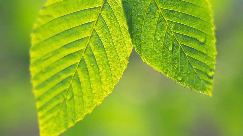 Vibrant Green Spring Leaves Macro Photography Desktop Wallpaper