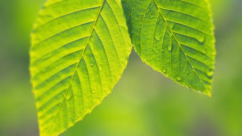 Vibrant Green Spring Leaves Macro Photography Desktop Wallpaper