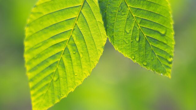 Vibrant Green Spring Leaves Macro Photography Desktop Wallpaper