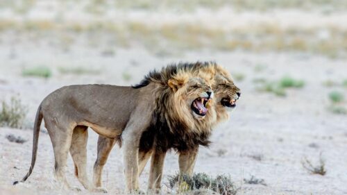 Two Roaring Male Lions in the African Savannah High Resolution 4K Desktop Wallpaper