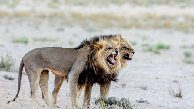 Two Roaring Male Lions in the African Savannah High Resolution 4K Desktop Wallpaper