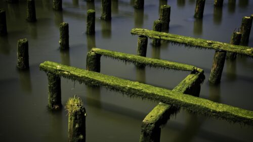 Mossy Wooden Piling Structures in Calm Water 4K Desktop Wallpaper
