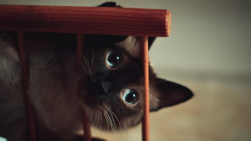 Cute Siamese Cat Peeking Through Wooden Bars 4K Desktop Wallpaper