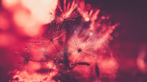 Macro Dandelion Seeds with Morning Dew Drops in Crimson Red Tones 4K Desktop Wallpaper