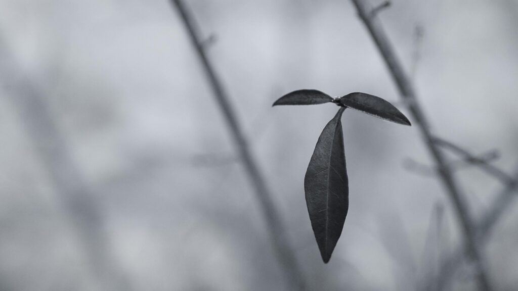 Minimalist Black and White Nature Photography of a Lone Leaf Desktop Wallpaper