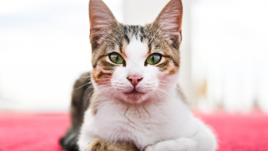 Stunning Close Up Portrait of a Cute Tabby Cat with Green Eyes 4K Wallpaper