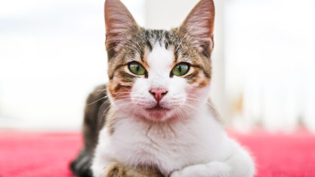 Stunning Close Up Portrait of a Cute Tabby Cat with Green Eyes 4K Wallpaper