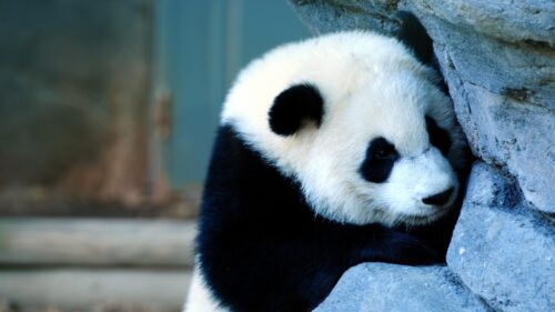 Close-up Portrait of a Cute Baby Giant Panda Leaning Against a Rock Desktop Wallpaper