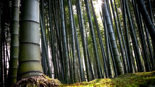 Serene Sunlight Filtering Through Giant Bamboo Forest 4K Desktop Wallpaper