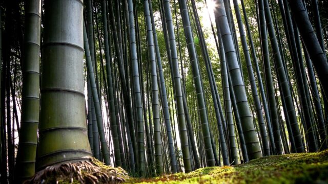 Serene Sunlight Filtering Through Giant Bamboo Forest 4K Desktop Wallpaper