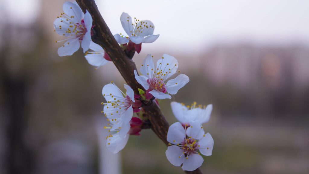 Delicate White Apricot Blossoms on a Branch 4K Desktop Wallpaper