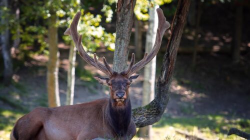 Majestic Red Deer Stag with Large Antlers in Forest Desktop Wallpaper