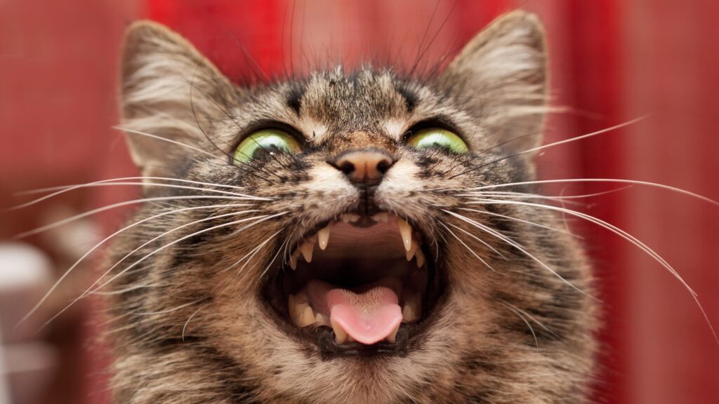 Funny Tabby Cat With Open Mouth Green Eyes 4K Desktop Wallpaper